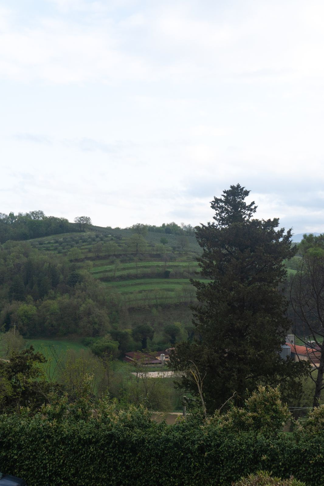 Rolling Tuscan hills dotted with cypress trees