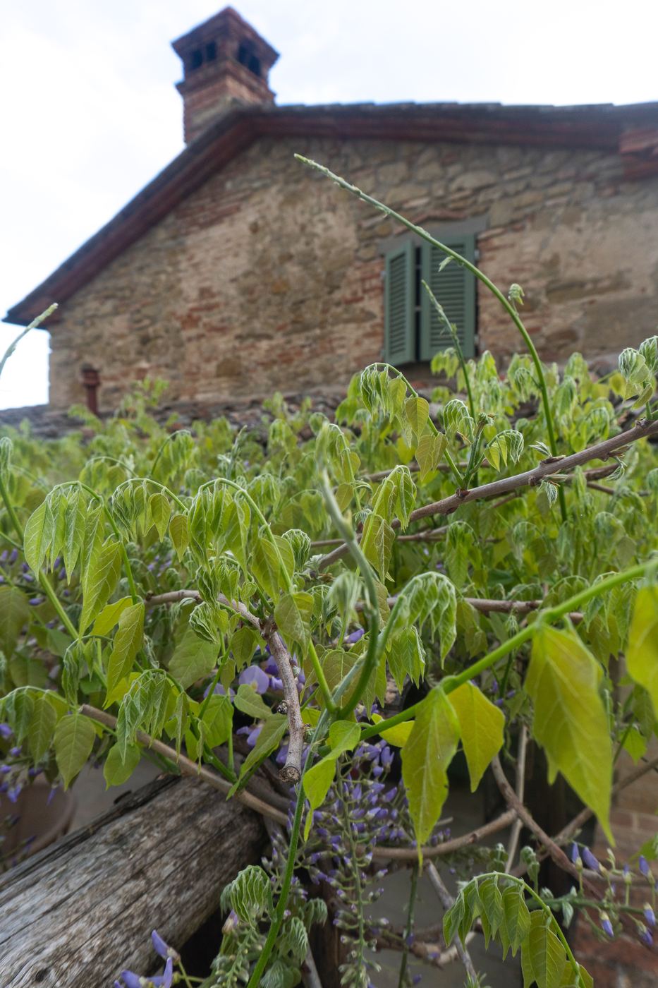Wisteria blooming on the stone facade